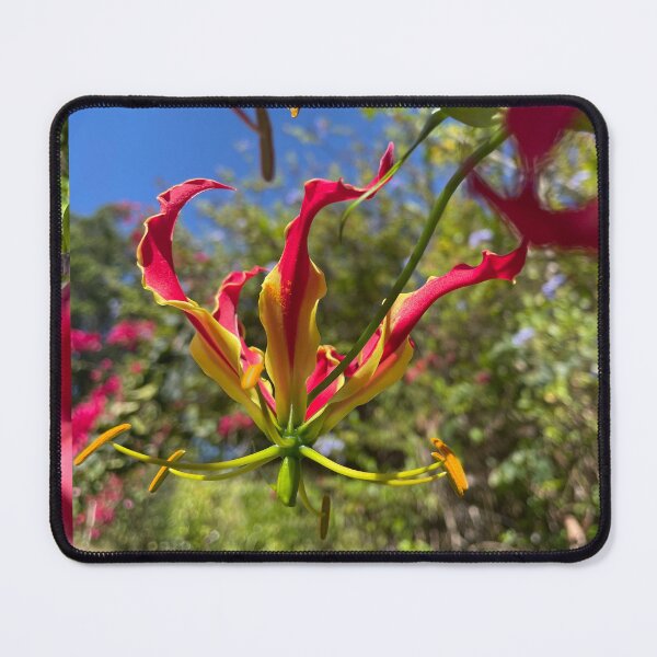 Item preview, Flame Lily Reaching for the Sky designed and sold by TrisaThyme.
