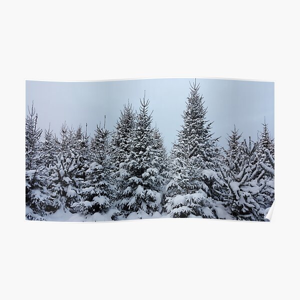 Snow-Covered Trees Poster