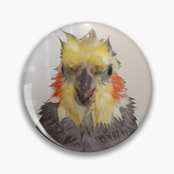 Item preview, Wet cockatiel designed and sold by Beebmeep.