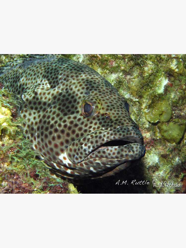 Fish Sleep? by annruttle