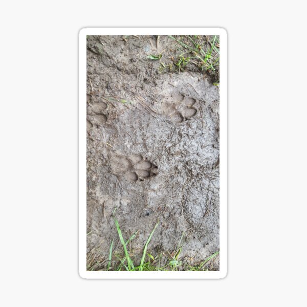 3D Pawprints Sticker