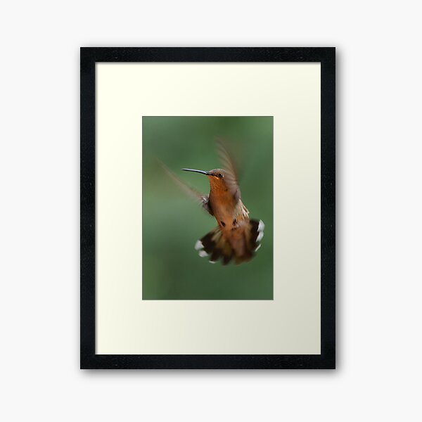 Hummer Framed Art Print
