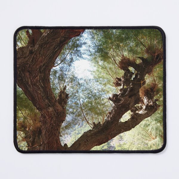Item preview, Tamarisk, upward view, Symi designed and sold by paulboizot.