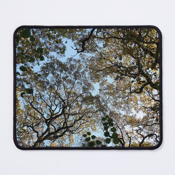 Item preview, Sunny Autumn oaks designed and sold by paulboizot.