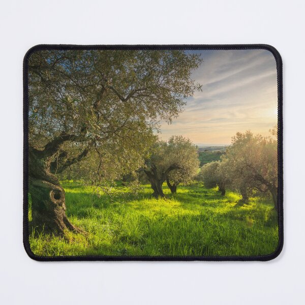 Item preview, Ancient Olive Grove in Alta Maremma at Sunset designed and sold by Stefano Orazzini.