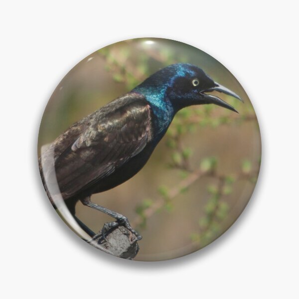 Item preview, The common grackle, a dark-colored bird designed and sold by Production Art Manon Meilleur.