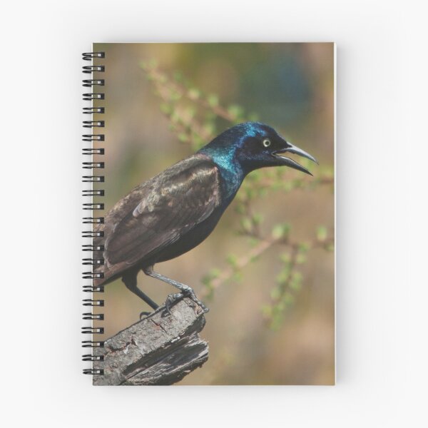 Item preview, The common grackle, a dark-colored bird designed and sold by Production Art Manon Meilleur.