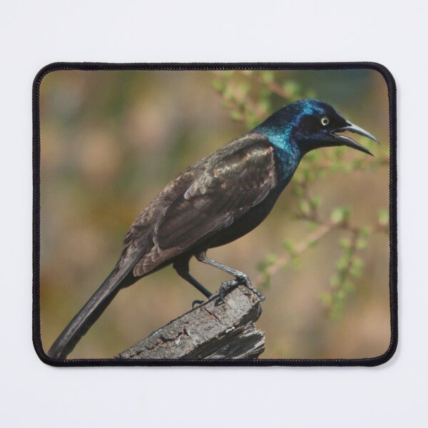 Item preview, The common grackle, a dark-colored bird designed and sold by Production Art Manon Meilleur.