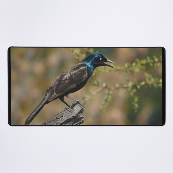 Item preview, The common grackle, a dark-colored bird designed and sold by Production Art Manon Meilleur.