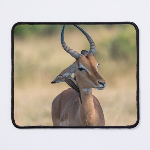 Item preview, Quiet Partnership, Impala with Oxpecker in the Grasslands designed and sold by DavideAntoniani.