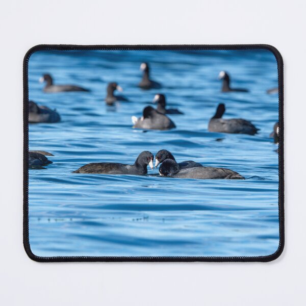 Item preview, Trio of American Coots putting their heads together designed and sold by lisavonbiela.