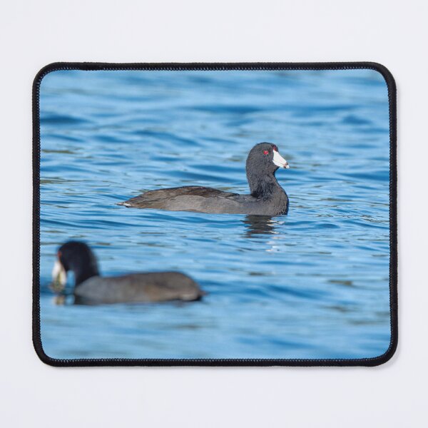 Item preview, Detailed view of American Coot designed and sold by lisavonbiela.
