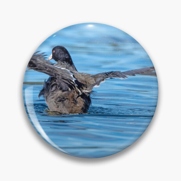 Item preview, American Coot flapping its wings designed and sold by lisavonbiela.