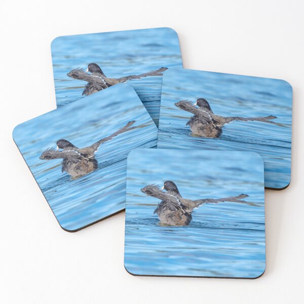 Item preview, American Coot flapping its wings designed and sold by lisavonbiela.