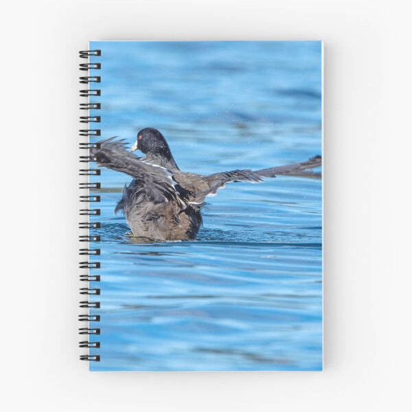 Item preview, American Coot flapping its wings designed and sold by lisavonbiela.