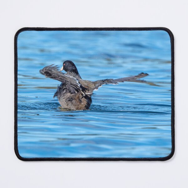 Item preview, American Coot flapping its wings designed and sold by lisavonbiela.