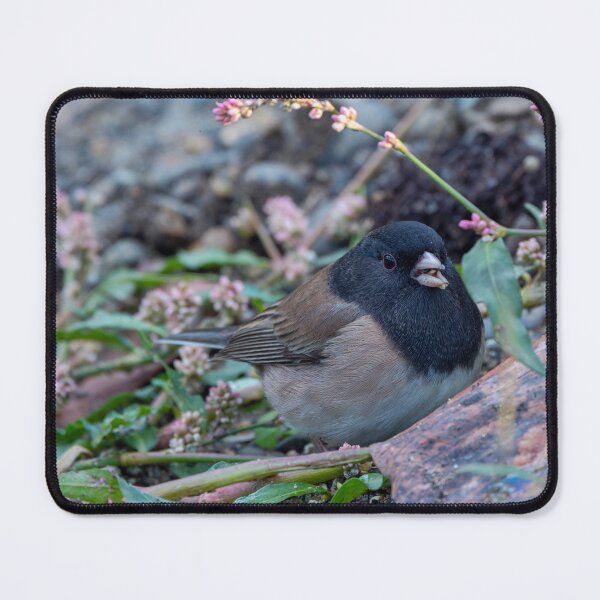 Item preview, Dark-eyed Junco feeding on the ground designed and sold by lisavonbiela.