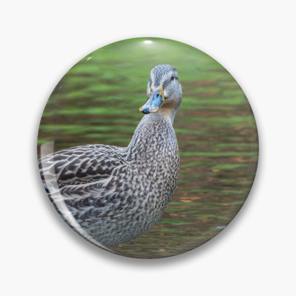 Item preview, Female Mallard duck standing beside Issaquah Creek in the late afternoon designed and sold by lisavonbiela.