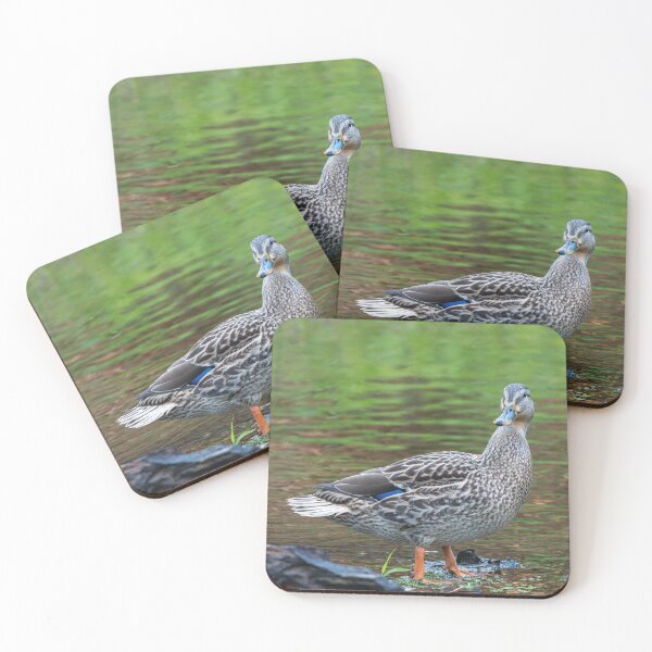 Item preview, Female Mallard duck standing beside Issaquah Creek in the late afternoon designed and sold by lisavonbiela.