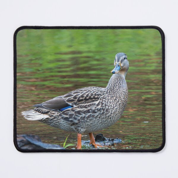 Item preview, Female Mallard duck standing beside Issaquah Creek in the late afternoon designed and sold by lisavonbiela.