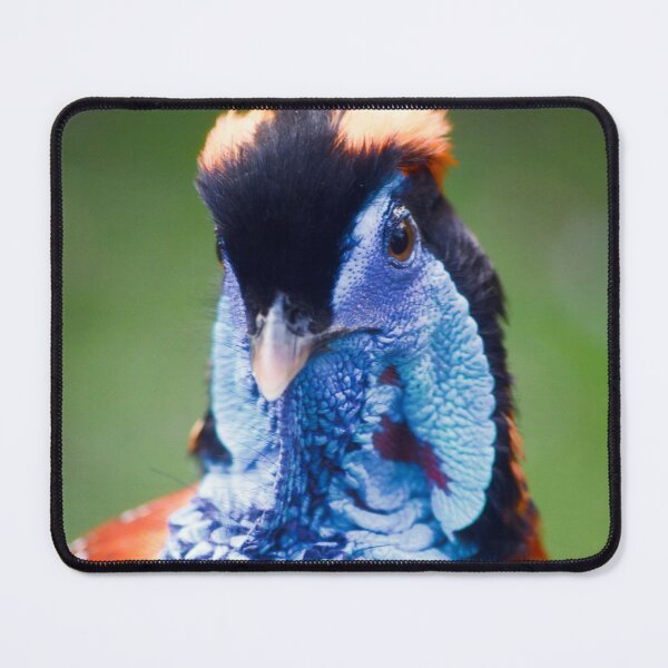 Item preview, Temminck’s Tragopan designed and sold by Charles Oliver Creations.