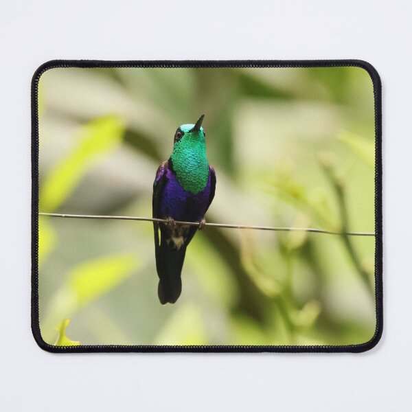 Item preview, Green-crowned Woodnymph with attitude! designed and sold by LBWildArt.