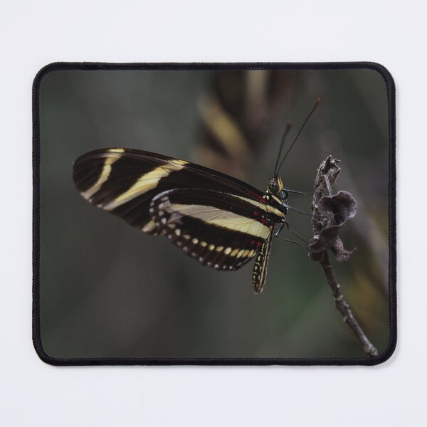 Item preview, Zebra Longwing Butterfly Resting on Twig designed and sold by Por.Ahi.PR.