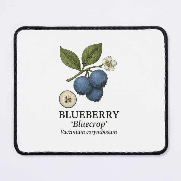Item preview, Blueberry ‘Bluecrop’ – Vaccinium corymbosum designed and sold by BloomKind.