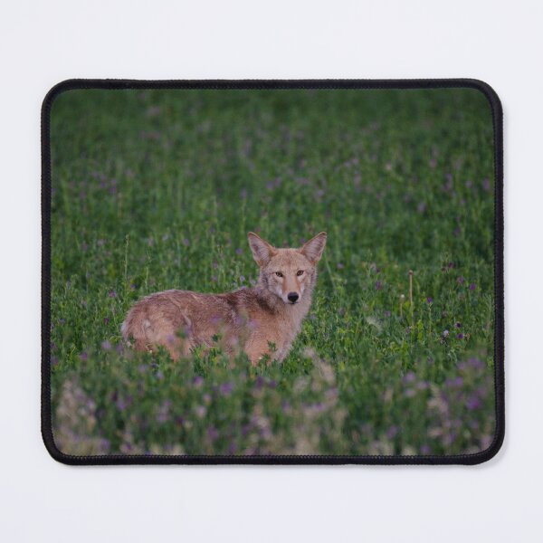 Item preview, Coyote designed and sold by Jeffrey Ralph.
