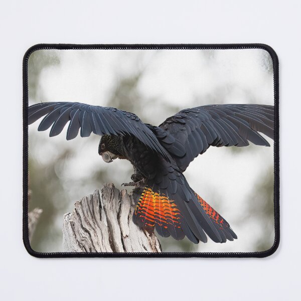 Item preview, Black cockatoo. Healesville Sanctuary, Victoria. designed and sold by PVphotography.