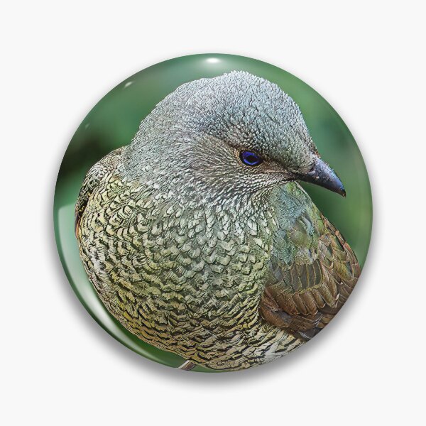 Item preview, Satin bowerbird designed and sold by PVphotography.