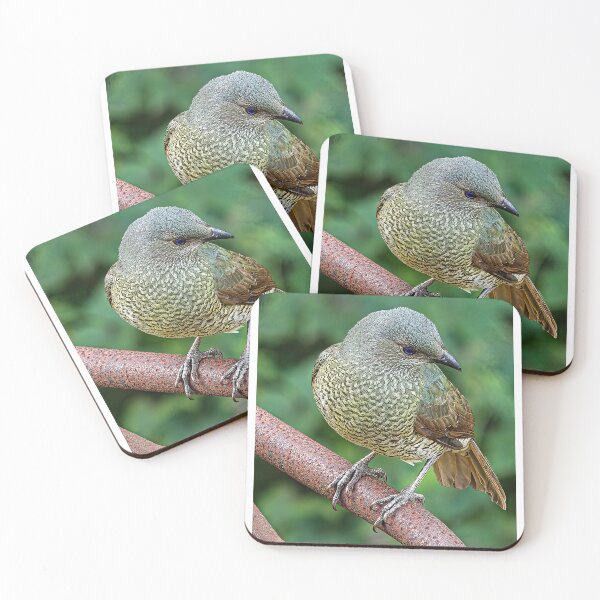 Item preview, Satin bowerbird designed and sold by PVphotography.