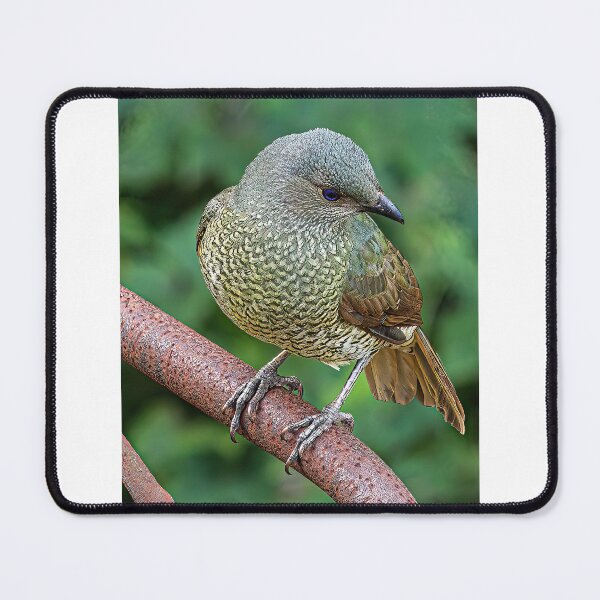 Item preview, Satin bowerbird designed and sold by PVphotography.