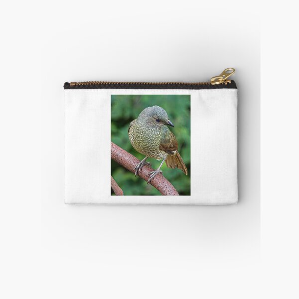 Item preview, Satin bowerbird designed and sold by PVphotography.