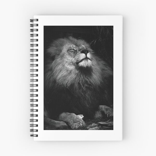 Item preview, Sleepy lion designed and sold by PVphotography.