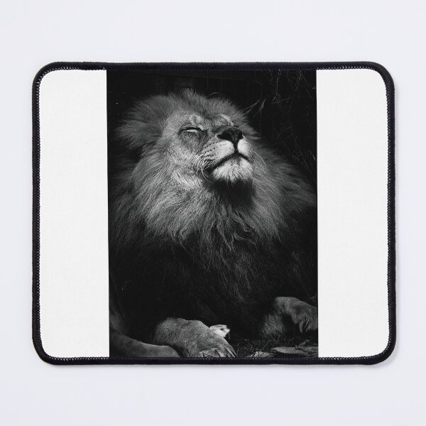 Item preview, Sleepy lion designed and sold by PVphotography.