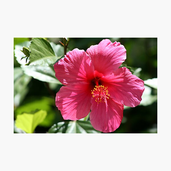 Item preview, Hibiscus designed and sold by Fireman.