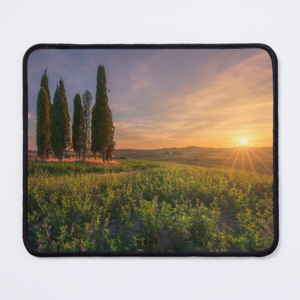 Item preview, Tuscan Cypress Grove at Sunset in Bibbona Countryside, Italy designed and sold by Stefano Orazzini.