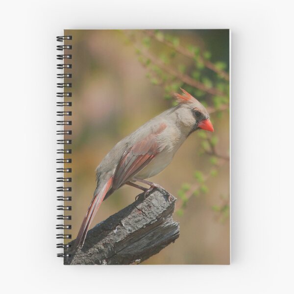 Item preview, A female cardinal on a branch designed and sold by Production Art Manon Meilleur.