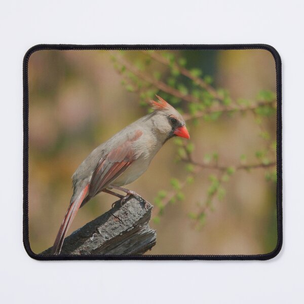 Item preview, A female cardinal on a branch designed and sold by Production Art Manon Meilleur.