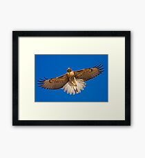 0627092 Red Tailed Hawk Framed Print
