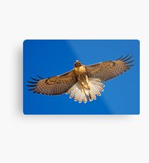 0627092 Red Tailed Hawk Metal Print