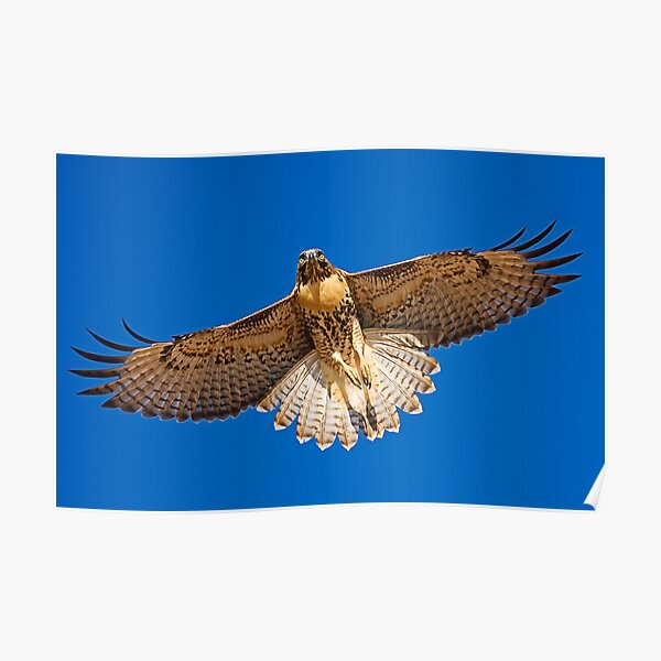 0627092 Red Tailed Hawk Poster