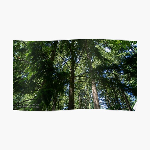 trees Poster