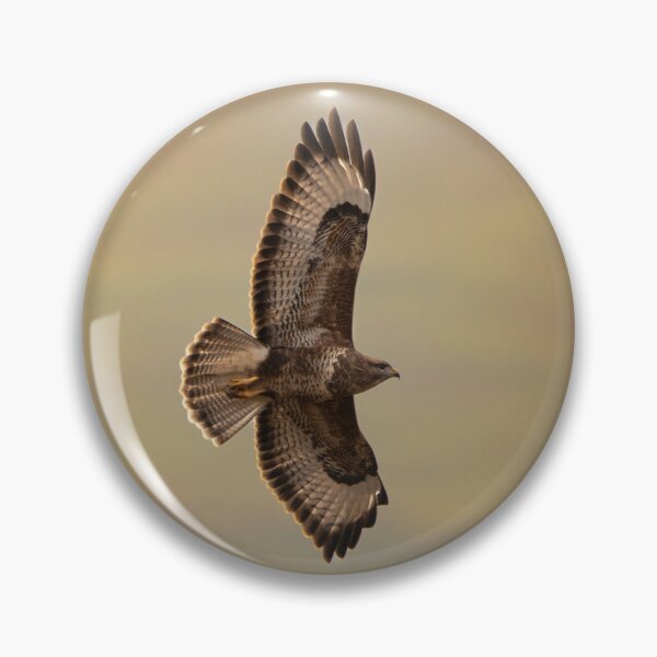 Item preview, Backlit Buzzard in Flight, Loch Na Keal, Isle of Mull Scotland designed and sold by CEastwoodPhotos.
