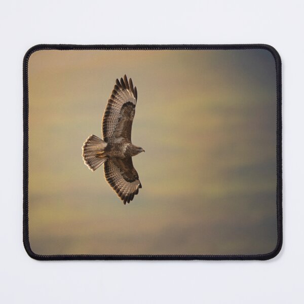 Item preview, Backlit Buzzard in Flight, Loch Na Keal, Isle of Mull Scotland designed and sold by CEastwoodPhotos.