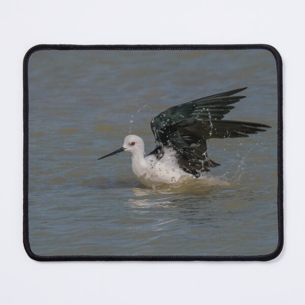 Item preview, Black Winged Stilt Splash designed and sold by Ralph Goldsmith.