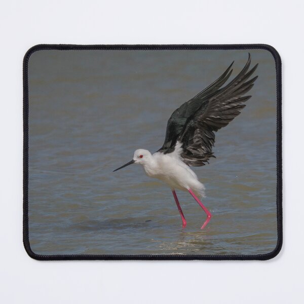 Item preview, Black Winged Stilt Backbeat designed and sold by Ralph Goldsmith.