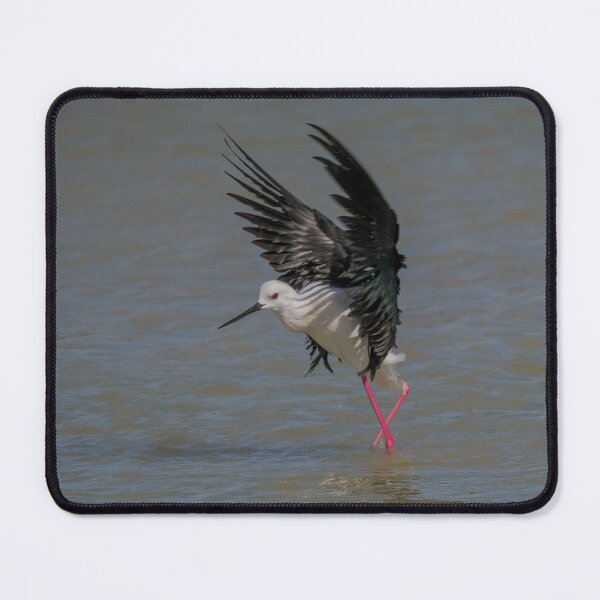 Item preview, Black Winged Stilt Beat designed and sold by Ralph Goldsmith.