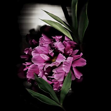 Artwork thumbnail, Peony Spotlight 2 Dark Floral by LindasPhotoArt